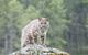 Bobcat
