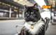 Felix the Huddersfield Station cat